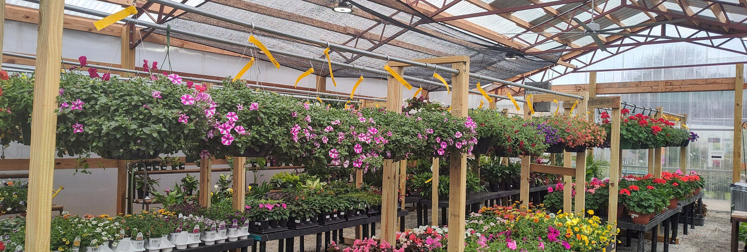 Hanging Baskets