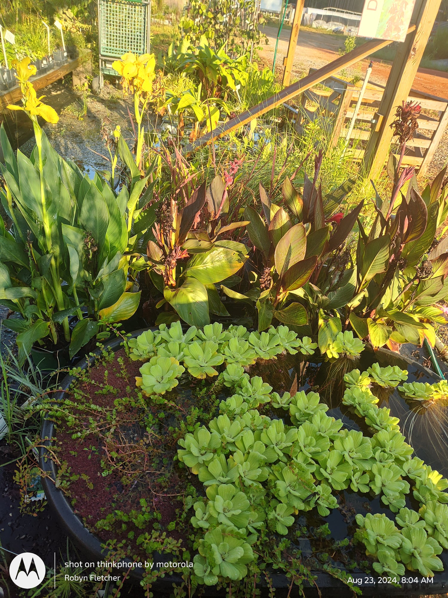 Pond Plants