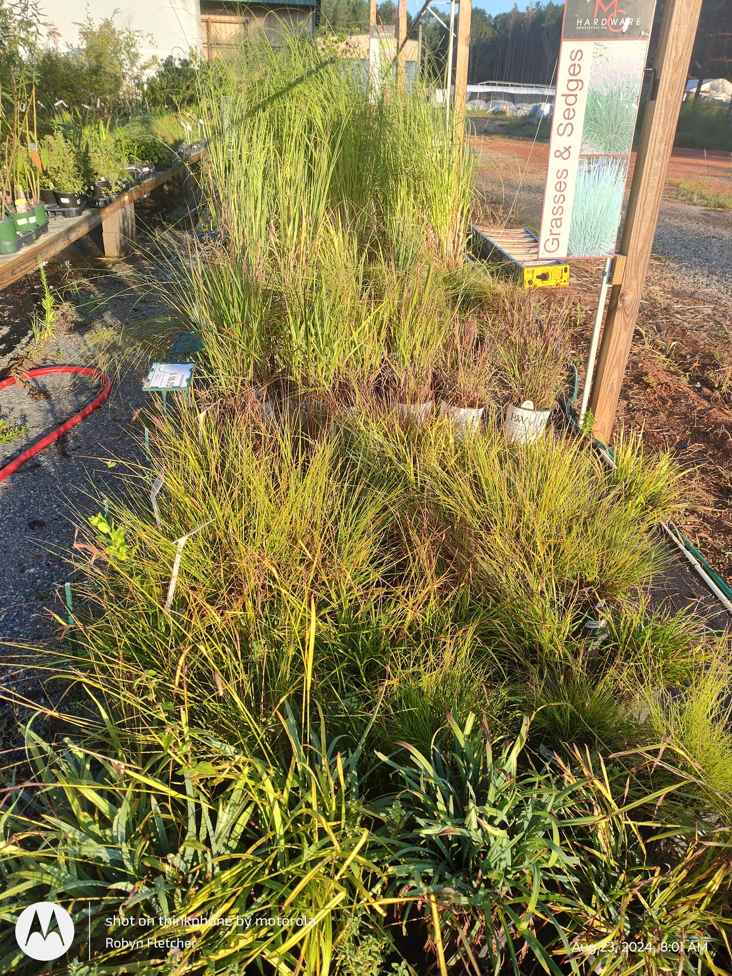 Grasses and Sedges