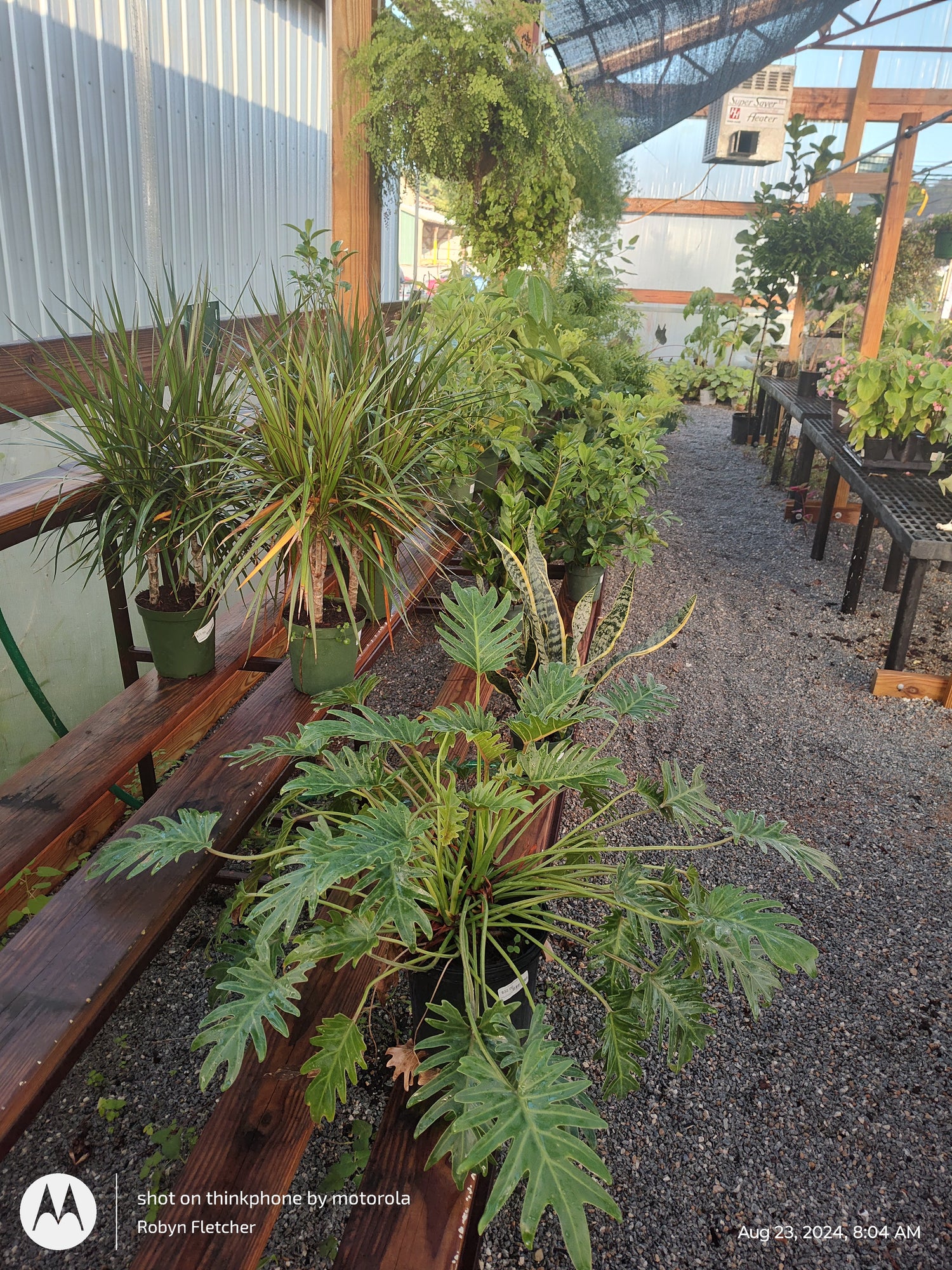 House Plants and Tropicals