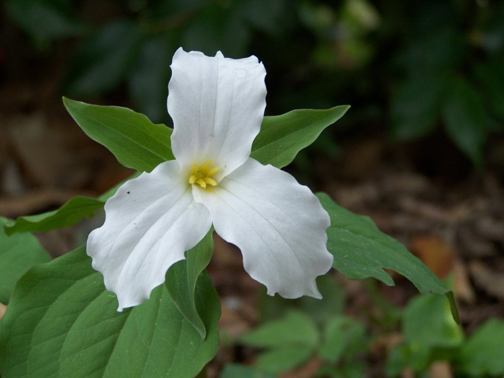 NATIVE PLANTS