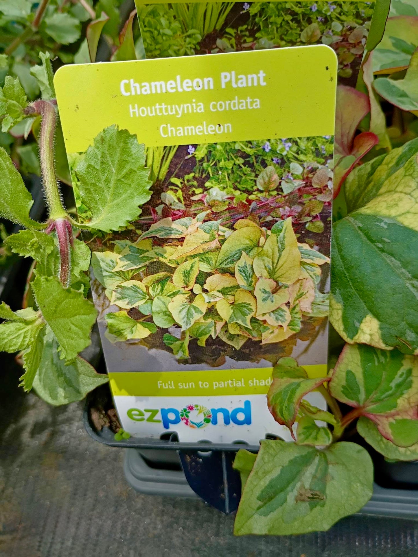 Houttuynia Chamelon