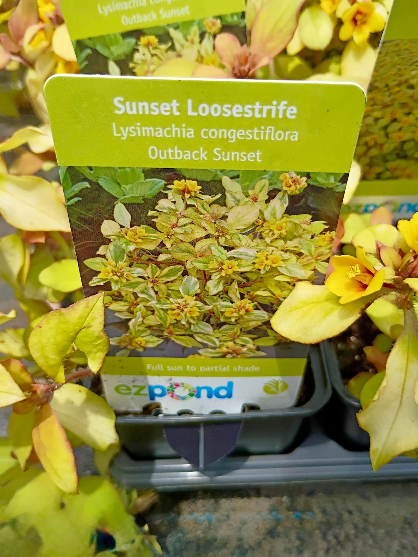 Lysimachia Outback Sunset