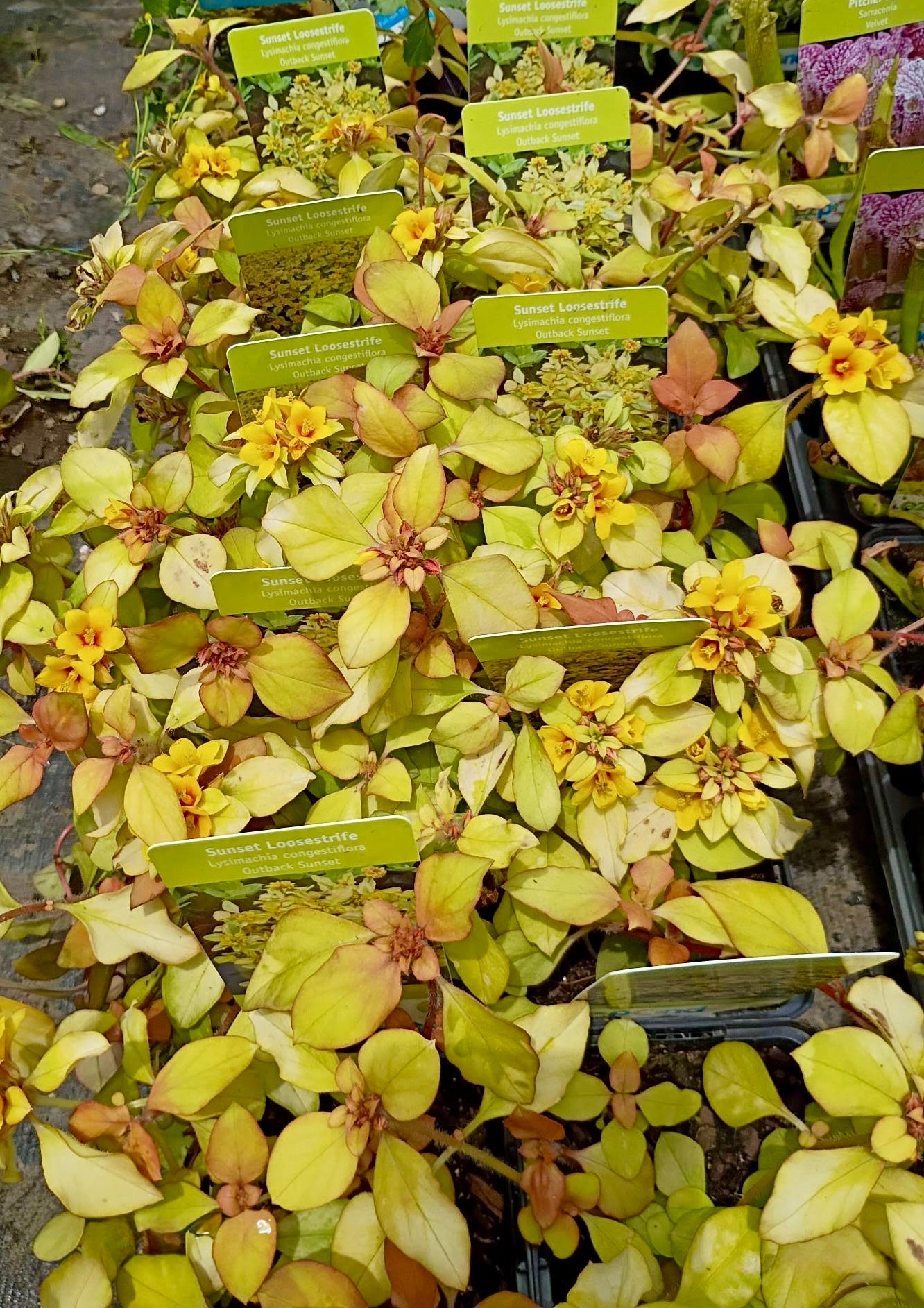 Lysimachia Outback Sunset