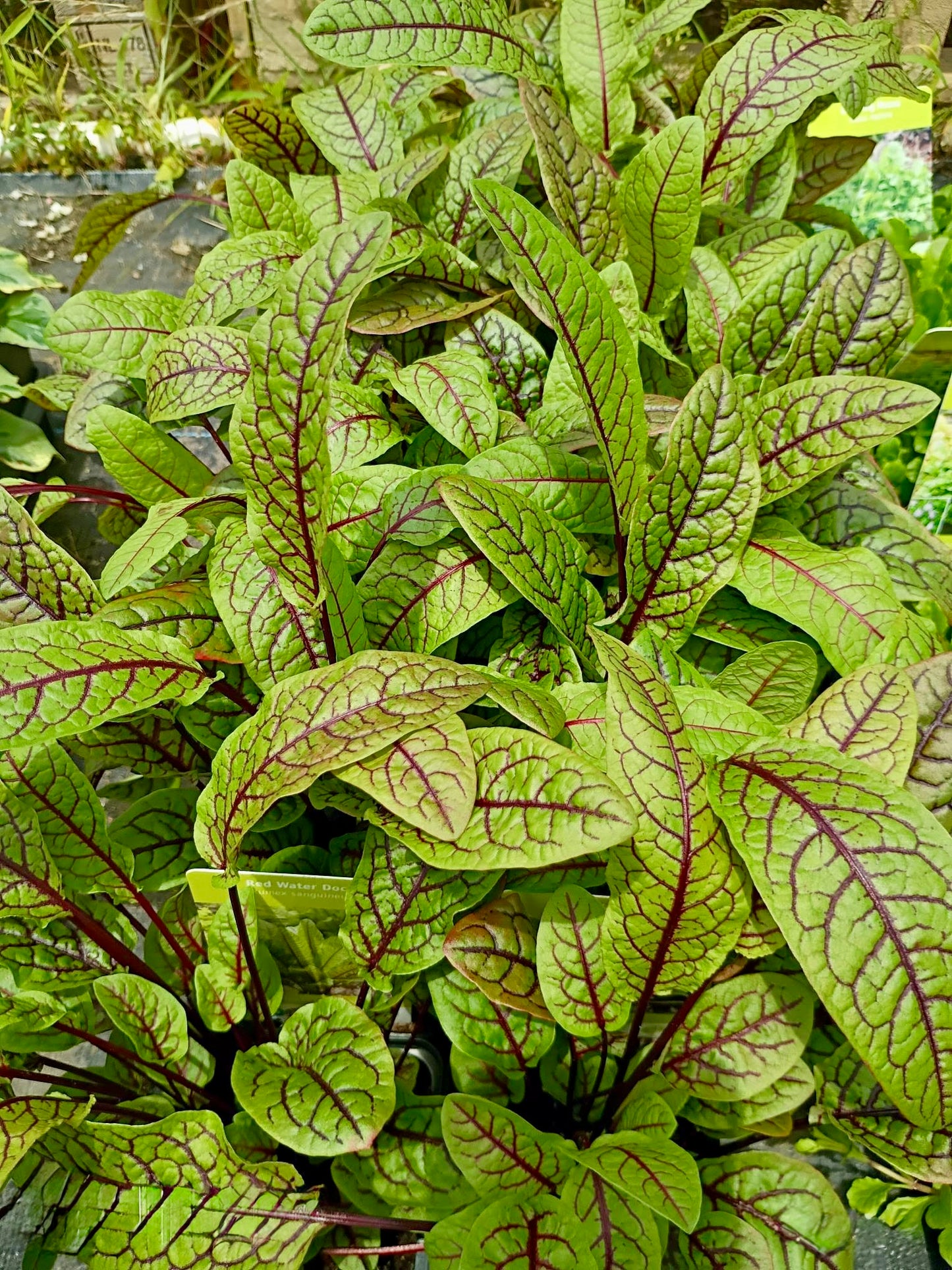 Rumex Red Water Dock