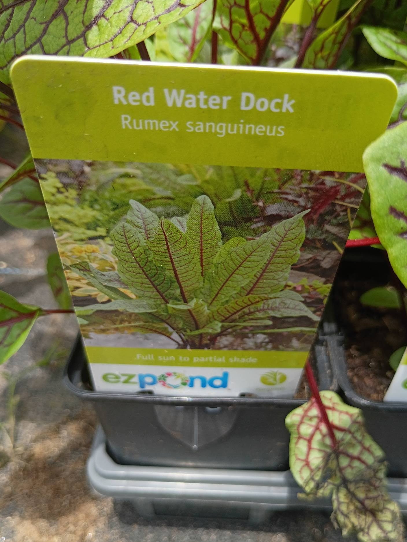 Rumex Red Water Dock
