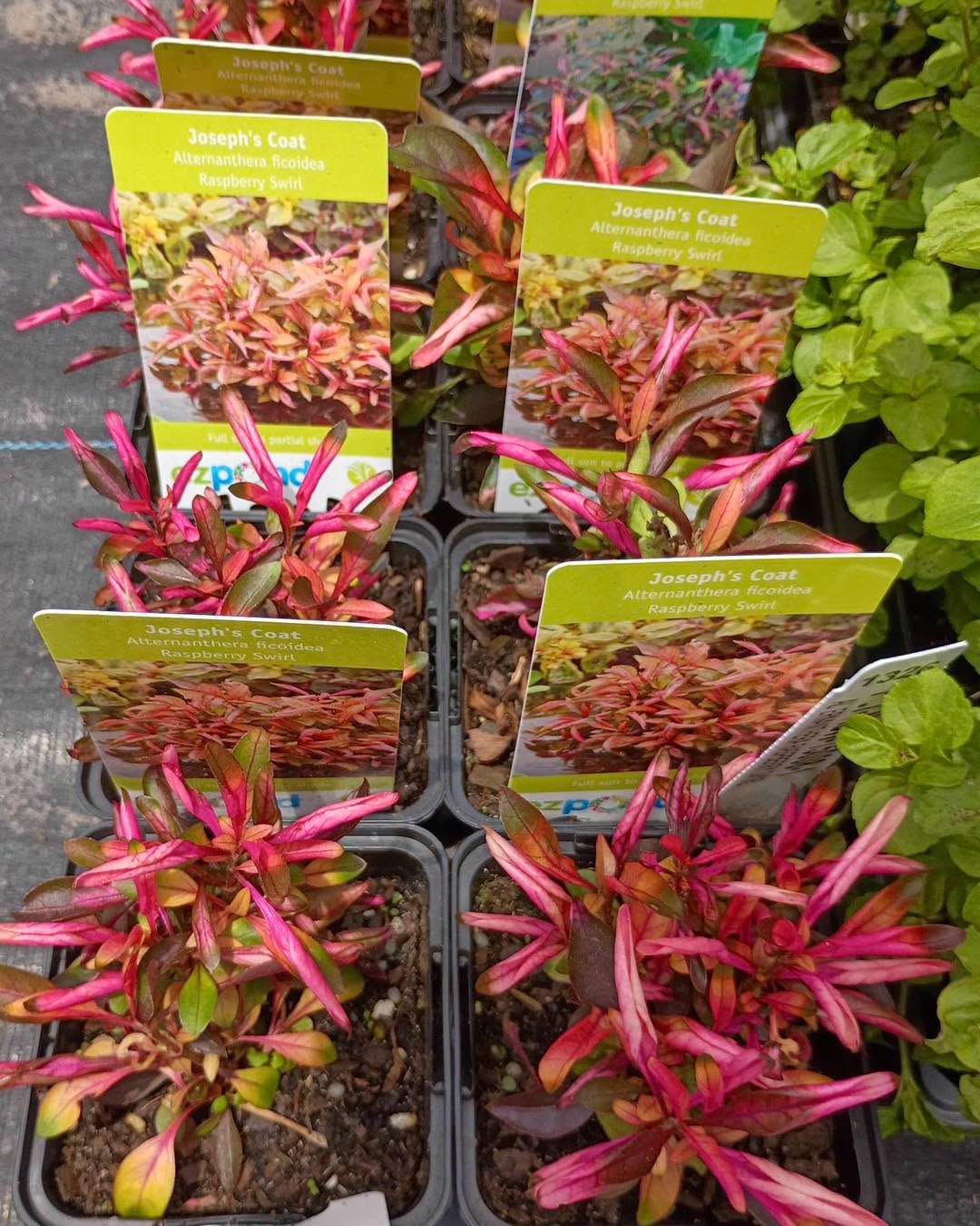 Alternanthera Raspberry Swirl