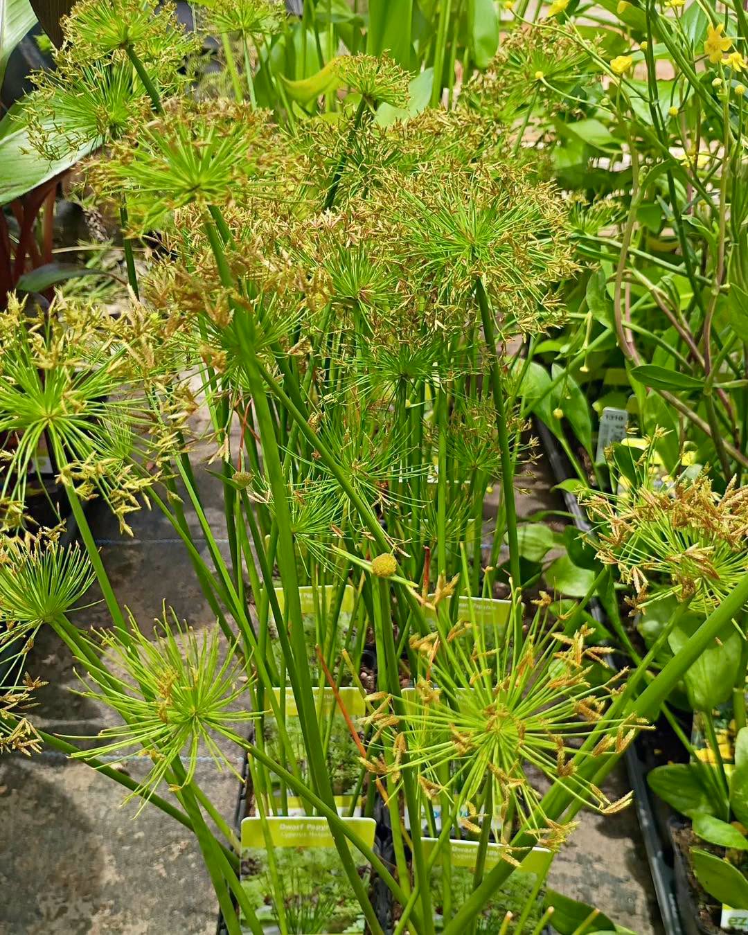 Cyperus Haspans