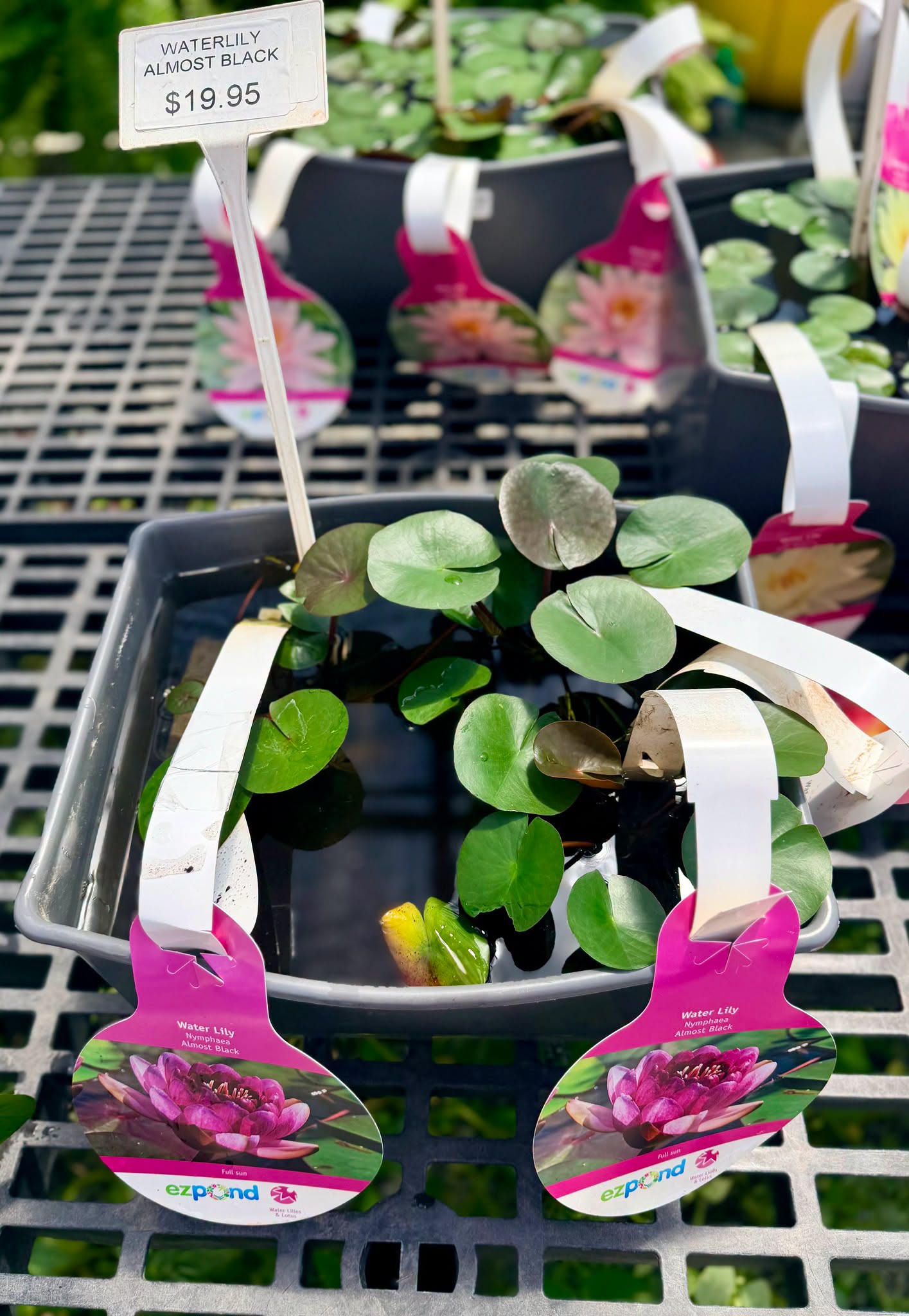 Waterlily- Almost Black