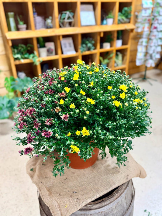 12" Fall Mums