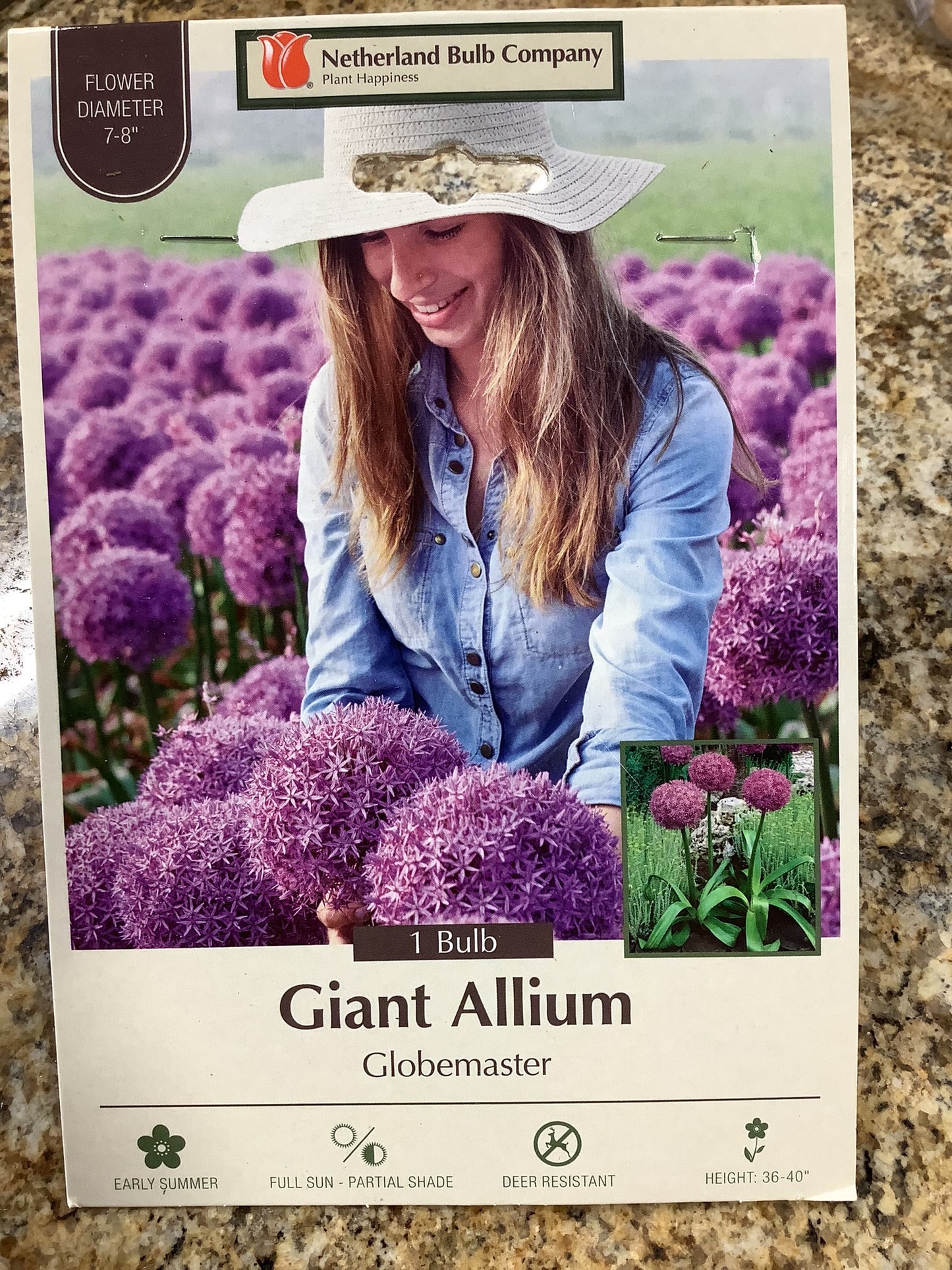 GIANT ALLIUM GLOBEMASTER