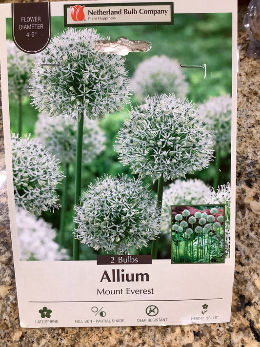 ALLIUM MOUNT EVEREST