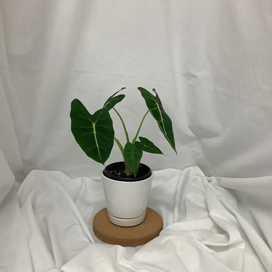 Alocasia Frydek (Philodenren) 4"