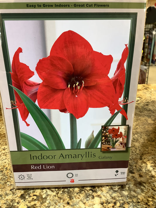 Indoor Amaryllis Galaxy Red Lion