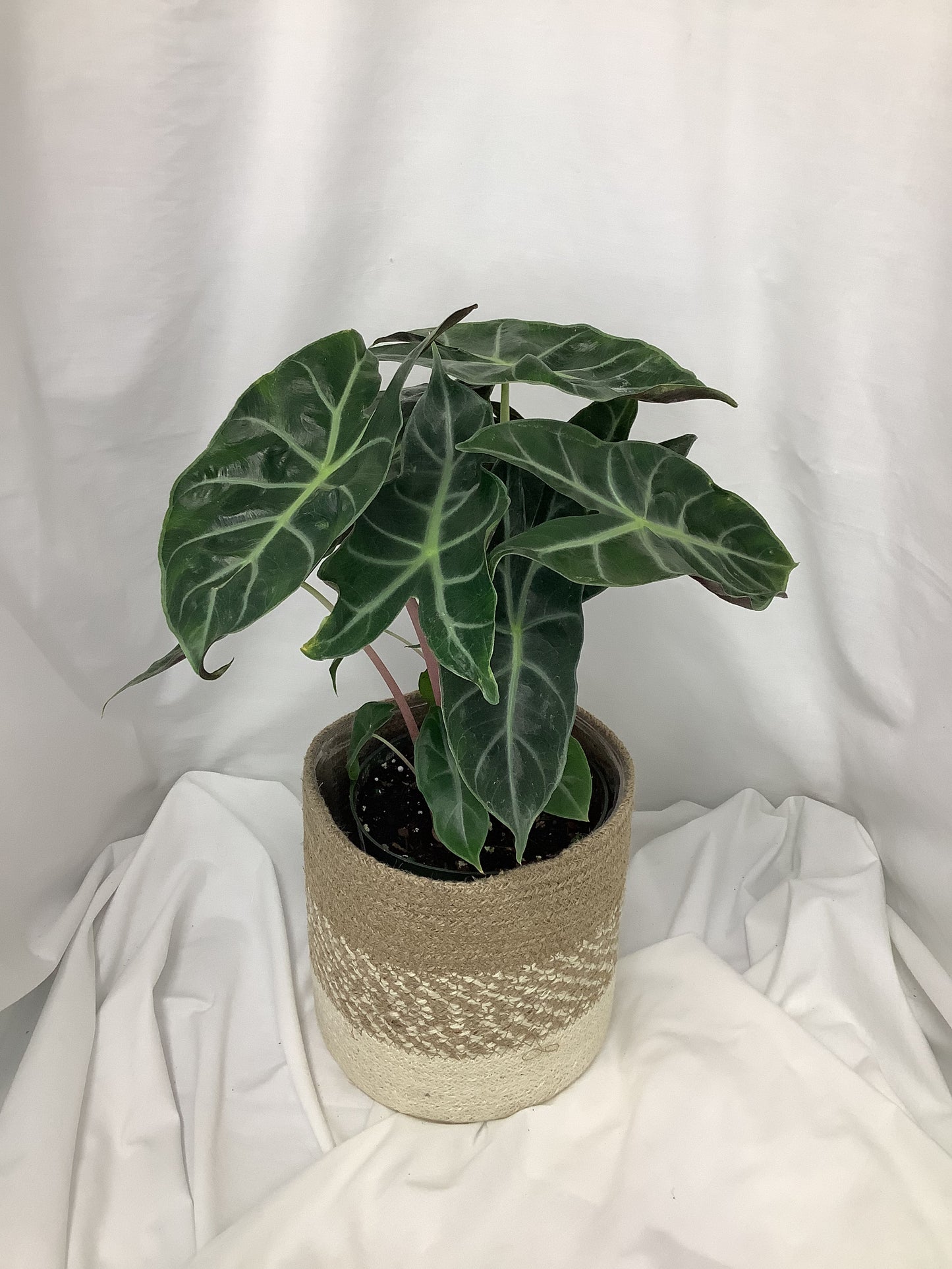 Alocasia African Mask 6"