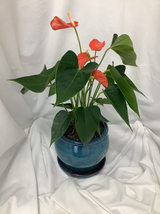 Anthurium andraeanum 6"