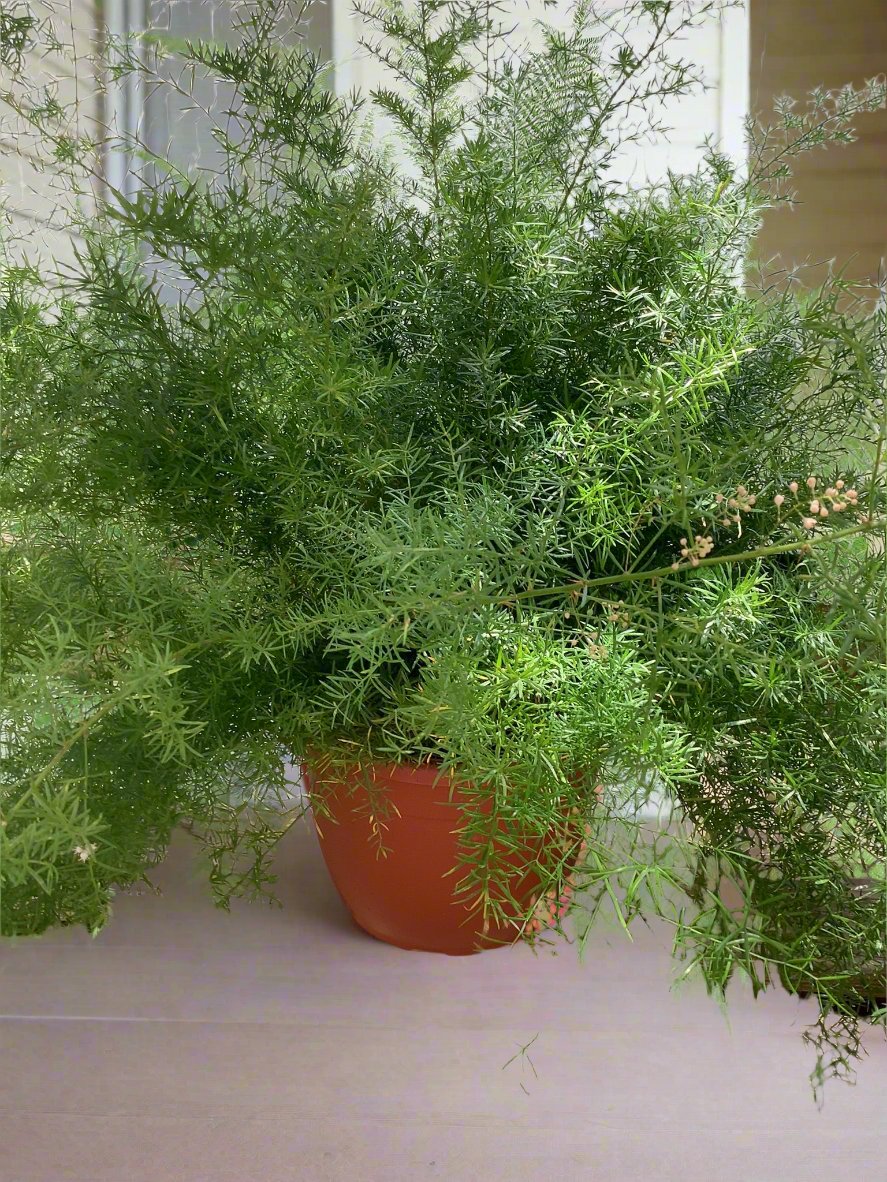 Asparagus Springer Fern 10"