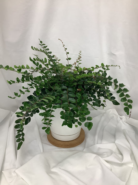 Button Fern "Pellaea rotundifolia" 6"