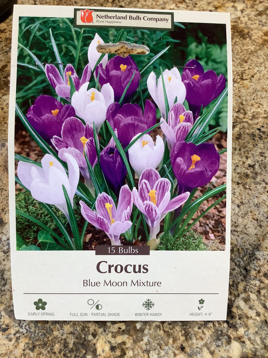 CROCUS BLUE MOON MIXTURE