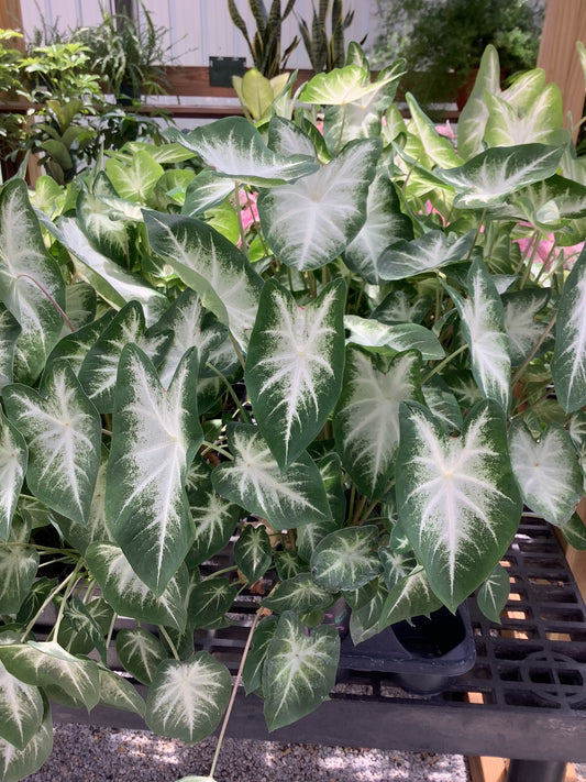 Caladium Arron Quart