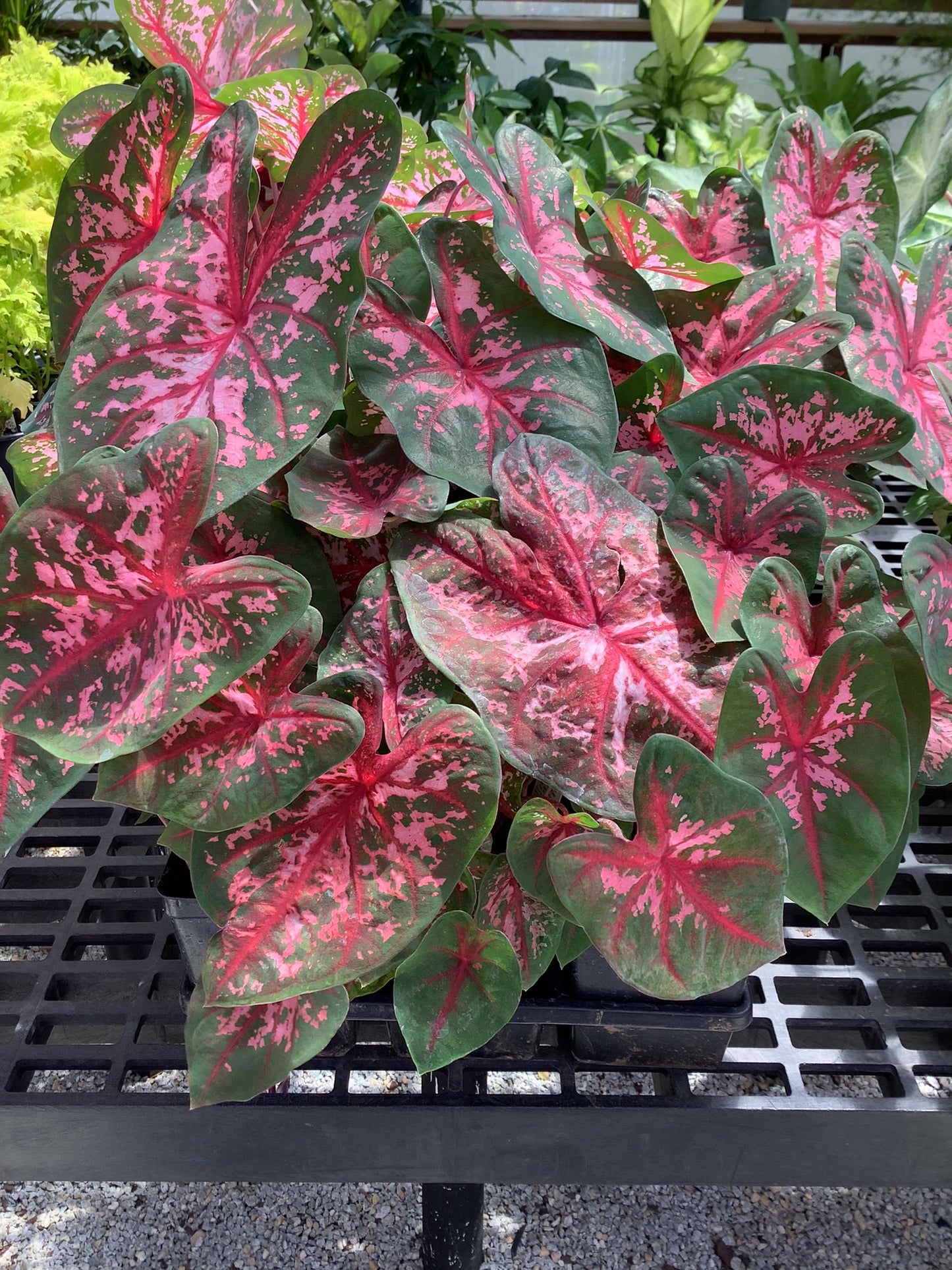 Caladium Carolyn Whorton