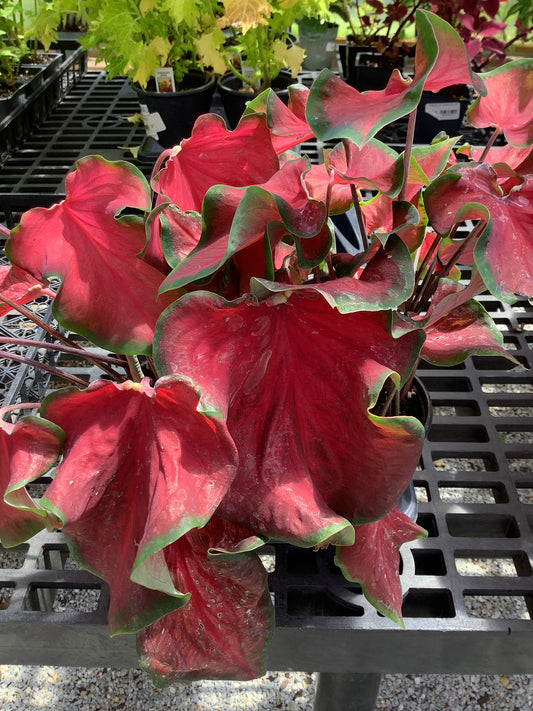 Caladium Red Ruffles Quart