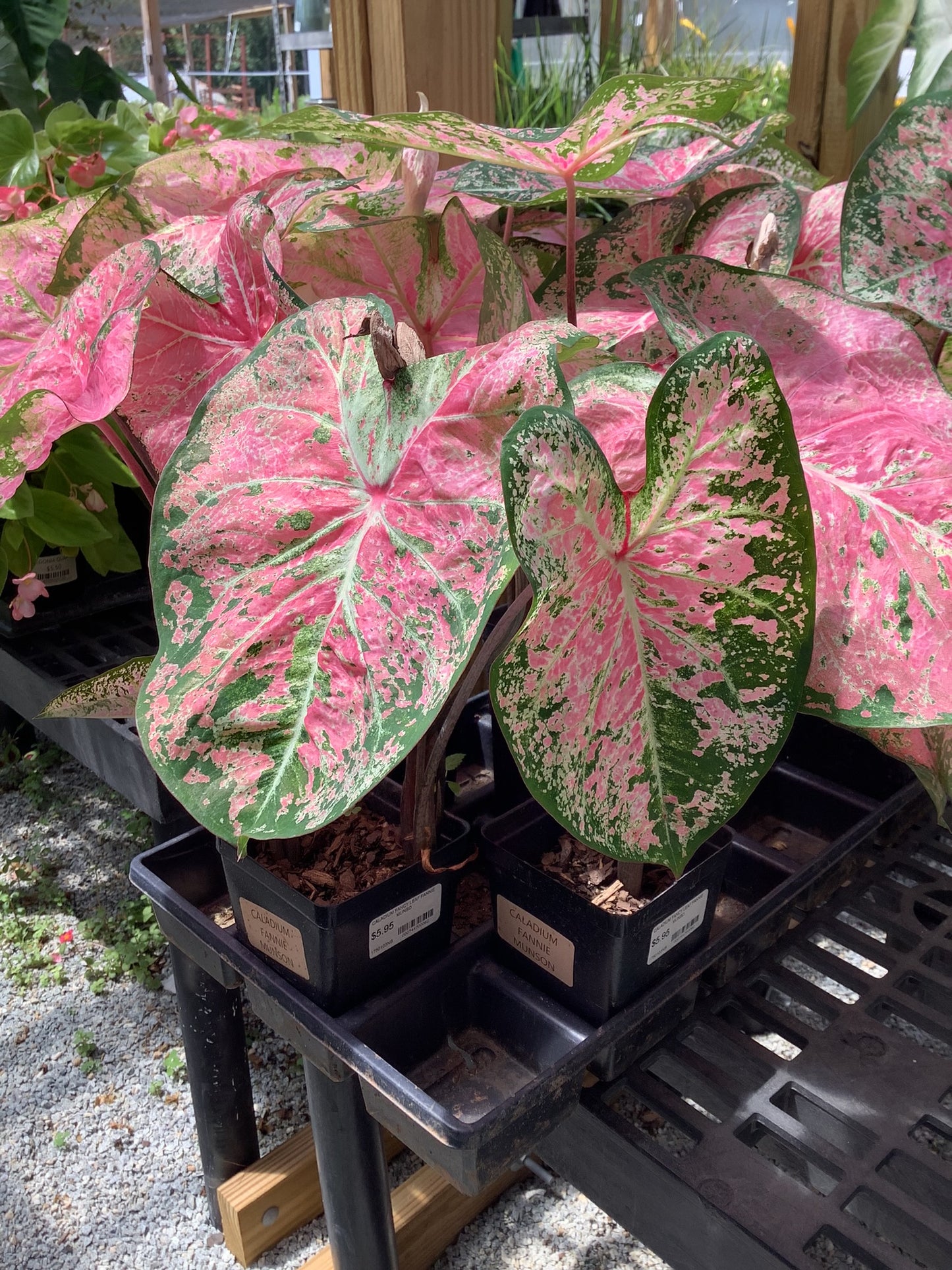 Caladium Fancy Leaf Finniemuso Quart