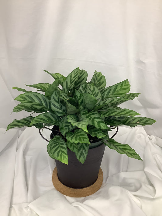 Calathea Concinna 6"