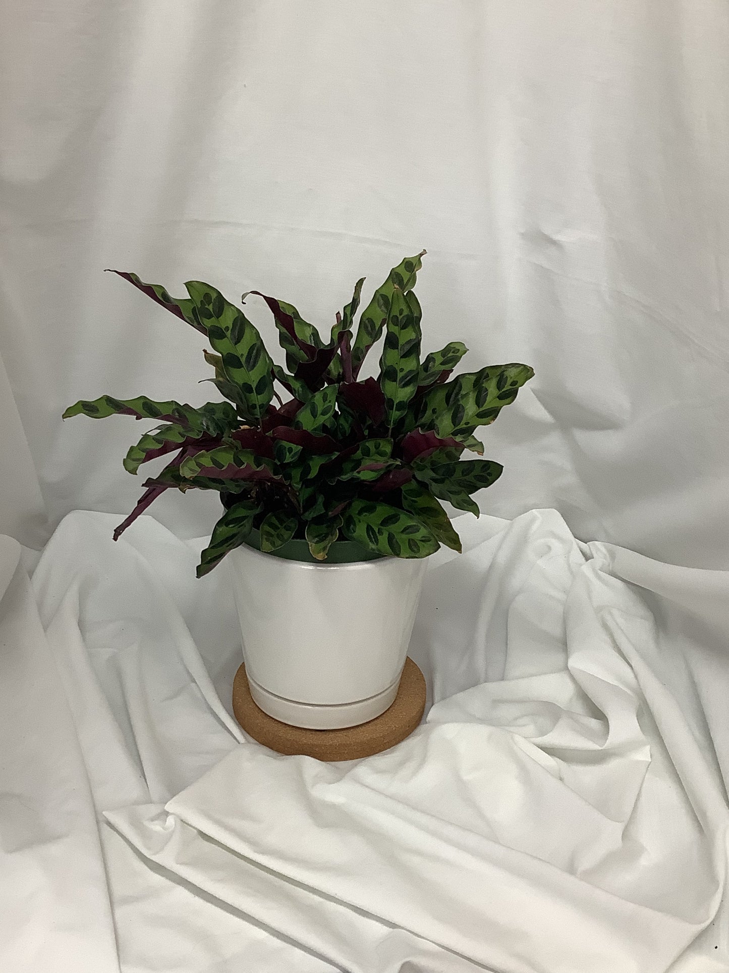 Calathea Rattlesnake 6"