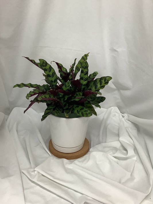 Calathea Rattlesnake 6"