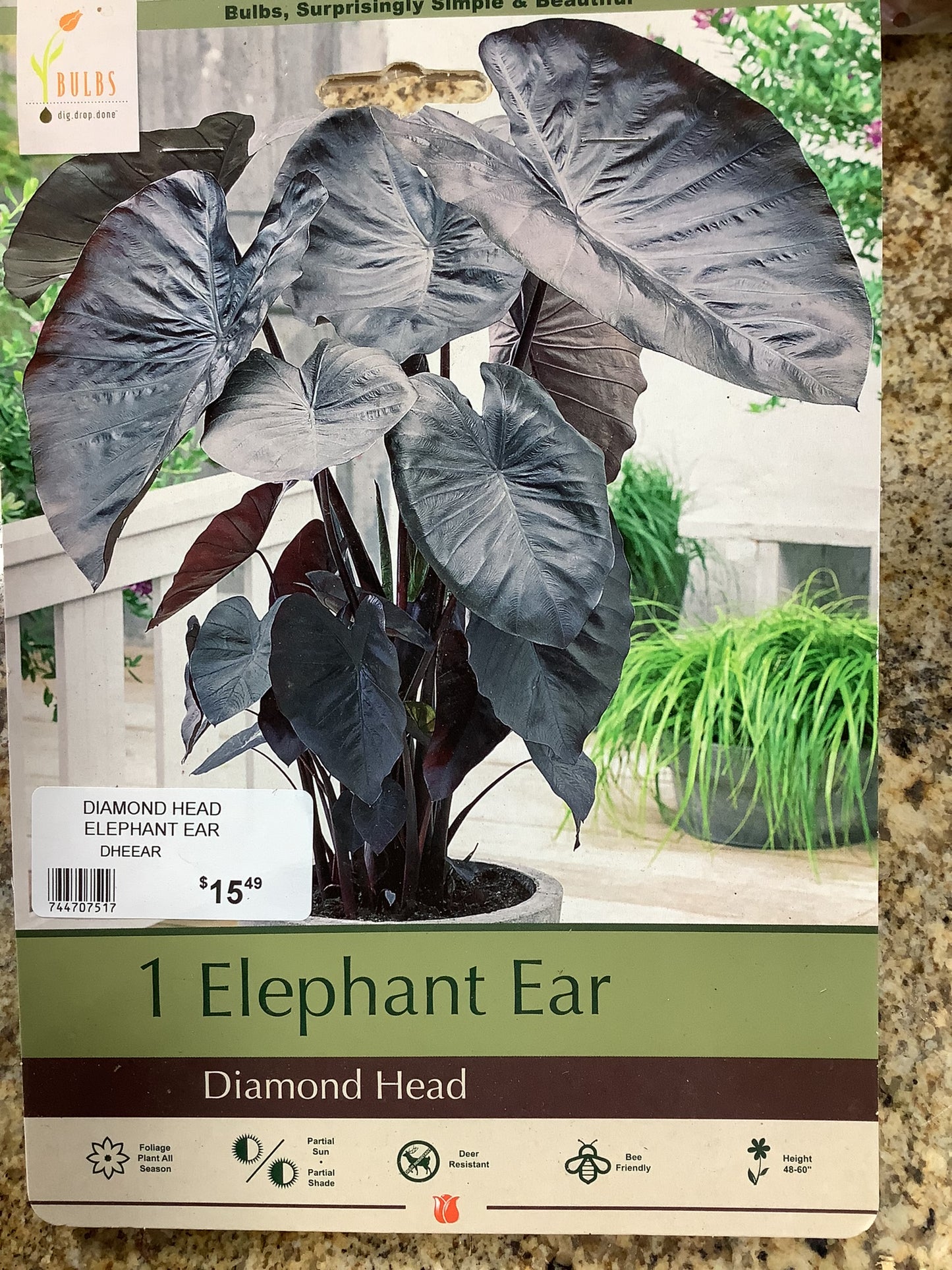 ELEPHANT EAR DIAMOND HEAD