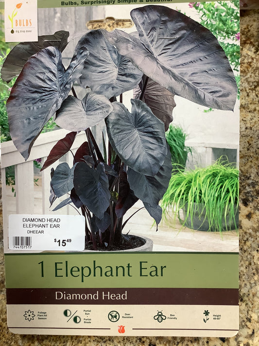 ELEPHANT EAR DIAMOND HEAD
