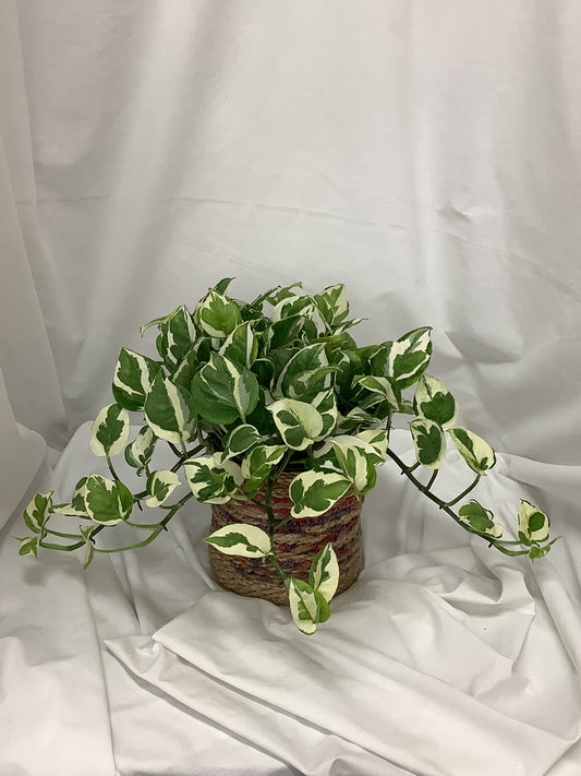 Epipremnum aureum Pothos 6"