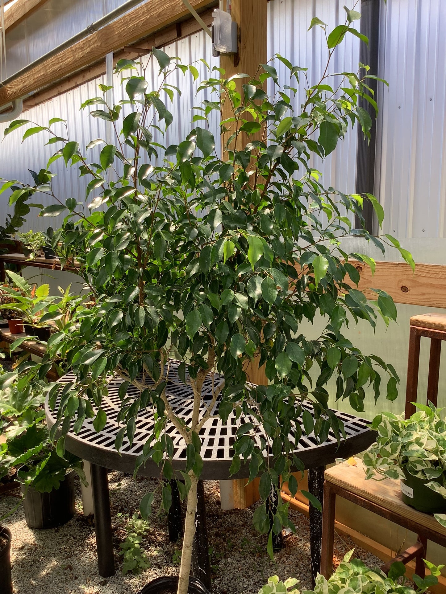 Ficus Plant 10"