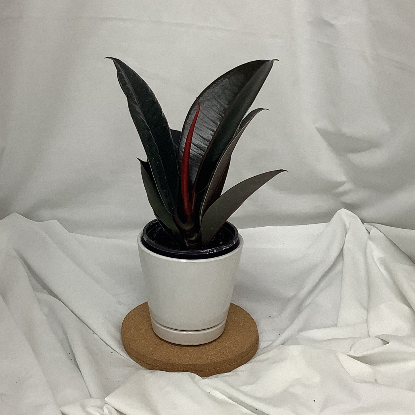 Ficus Elastica Burgundy (Rubber Tree Plant)