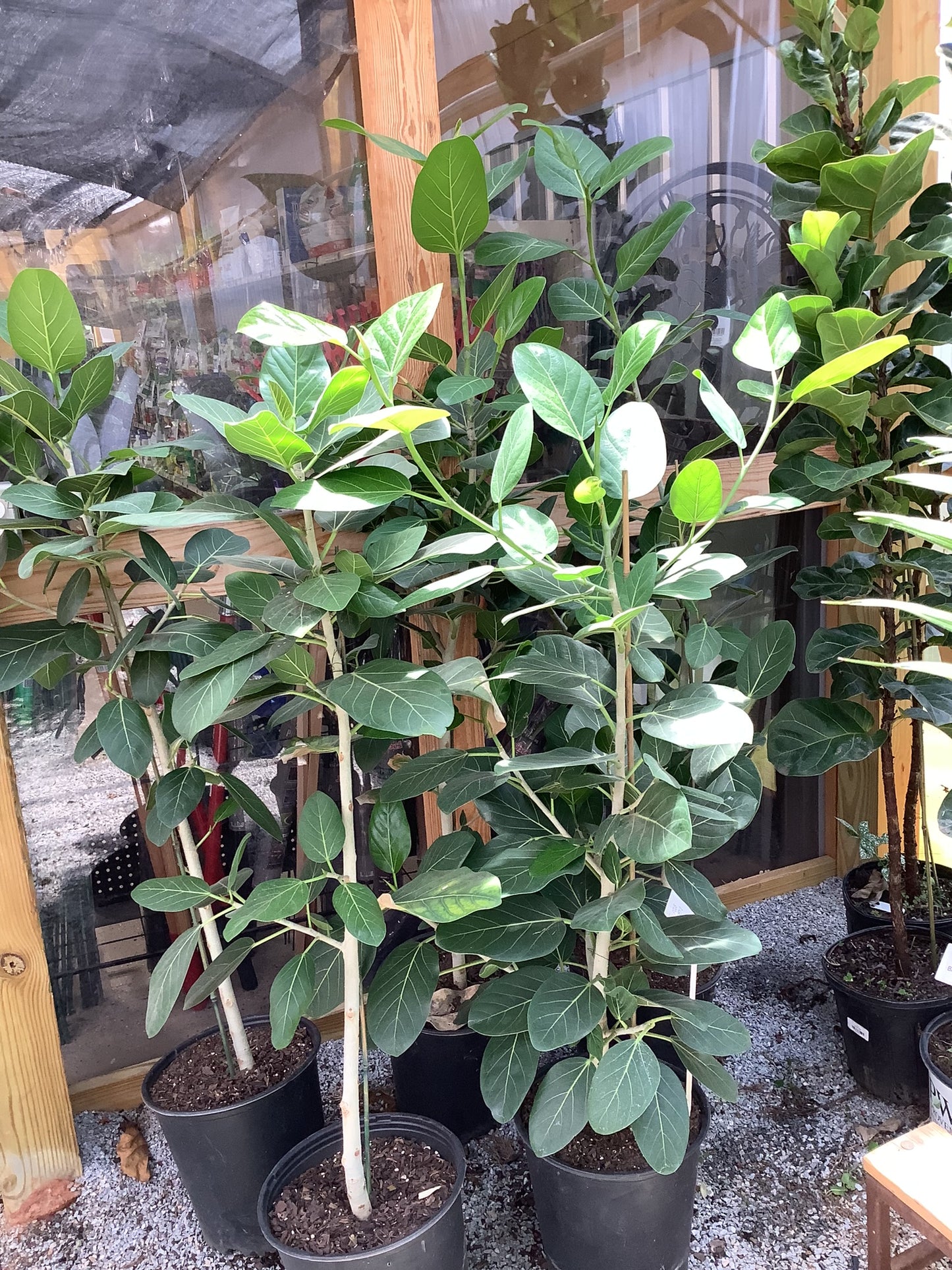 Ficus Tree Audrey 3 Gallon