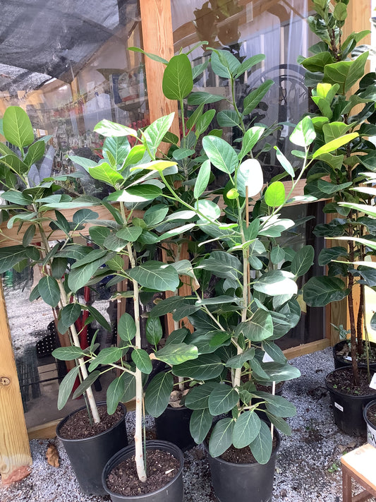 Ficus Tree Audrey 3 Gallon