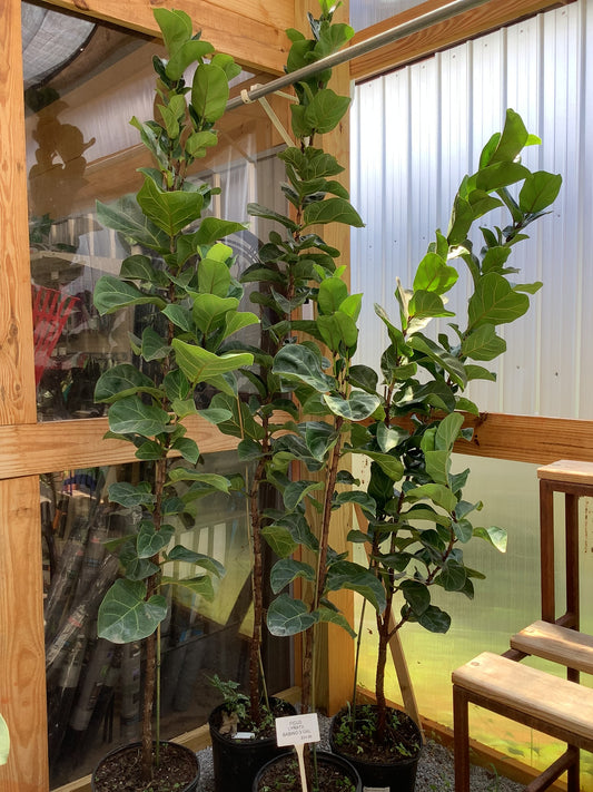 Ficus Tree Lytata Bambino 3 Gallon