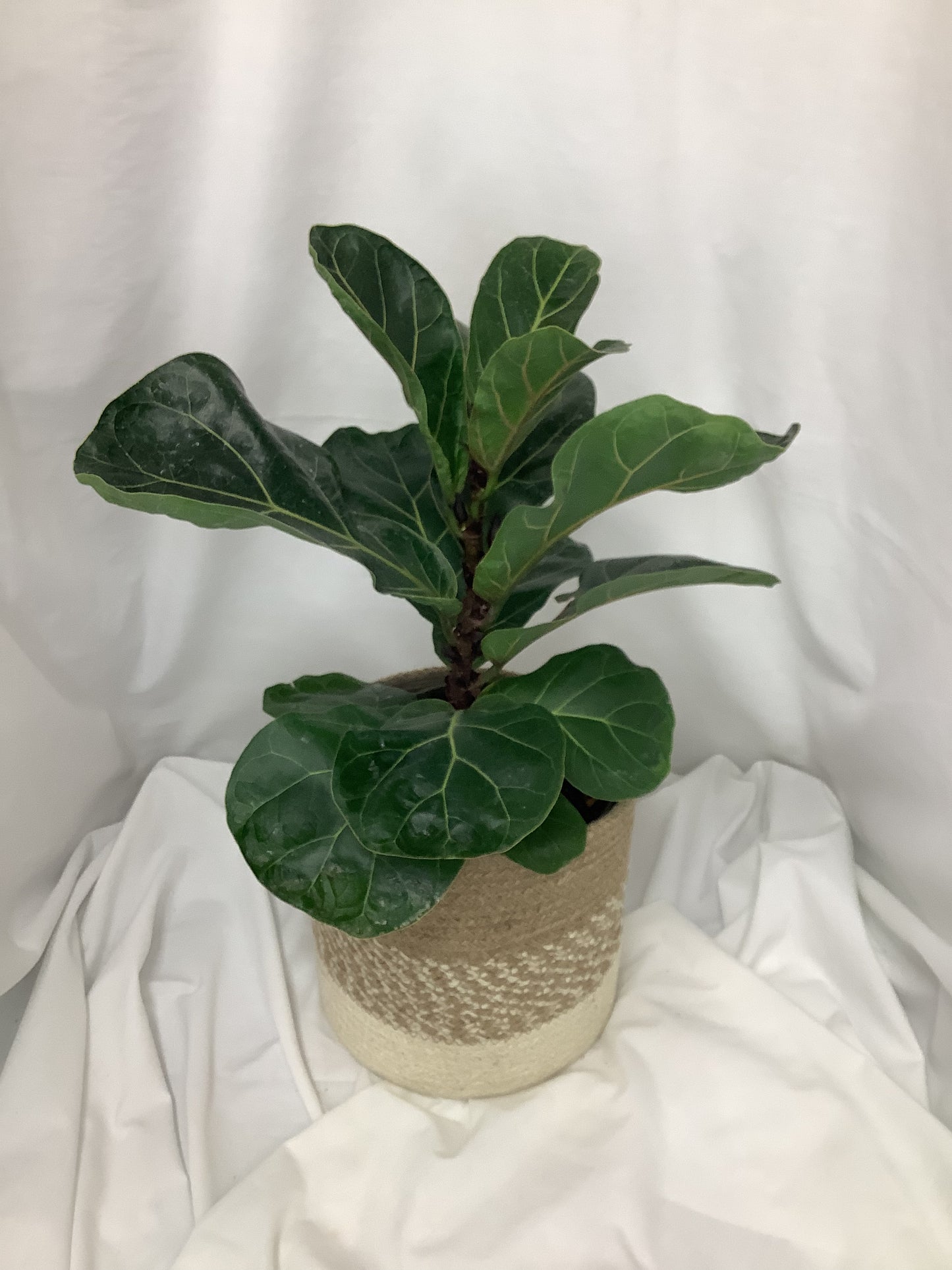 Fiddle Leaf Fig 6"