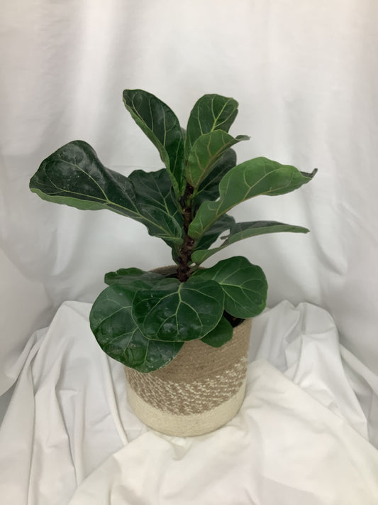 Fiddle Leaf Fig 6"