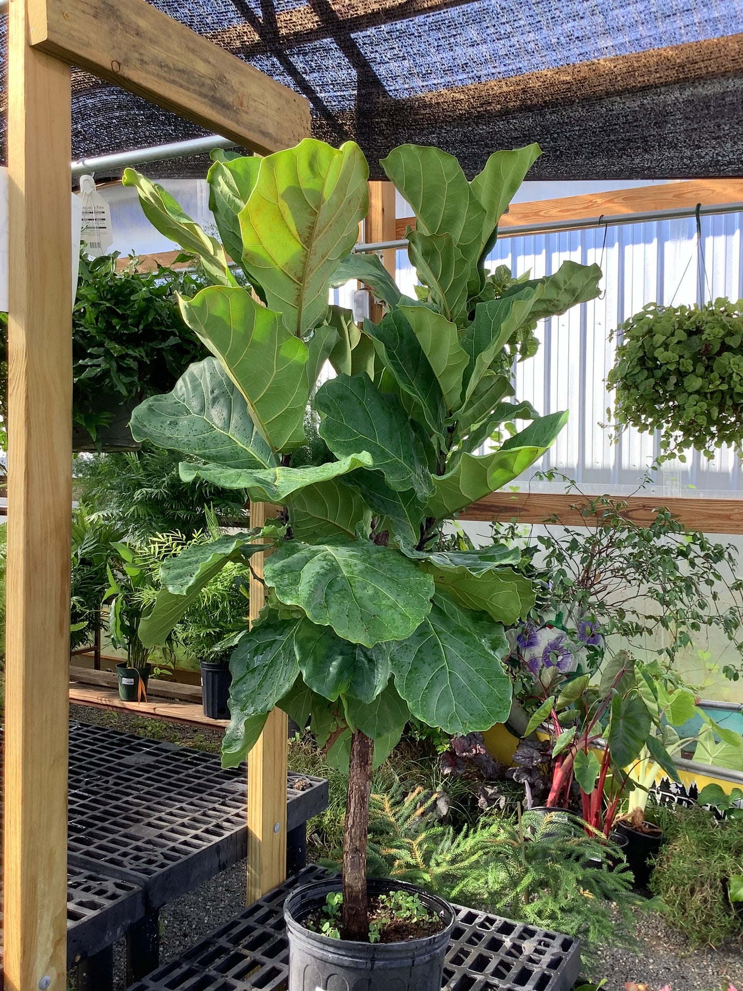 Fiddle Leaf Figg Tree 10"