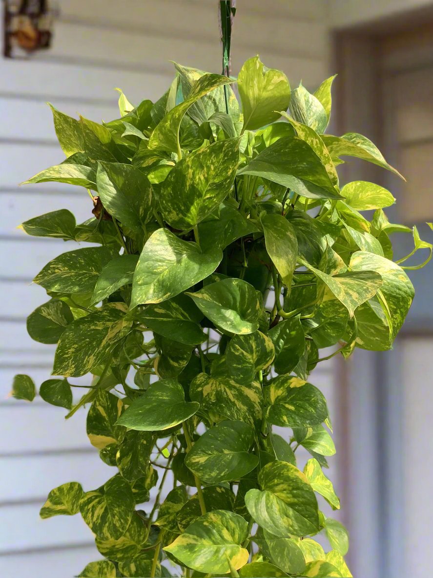 Golden Pothos Hanging Basket