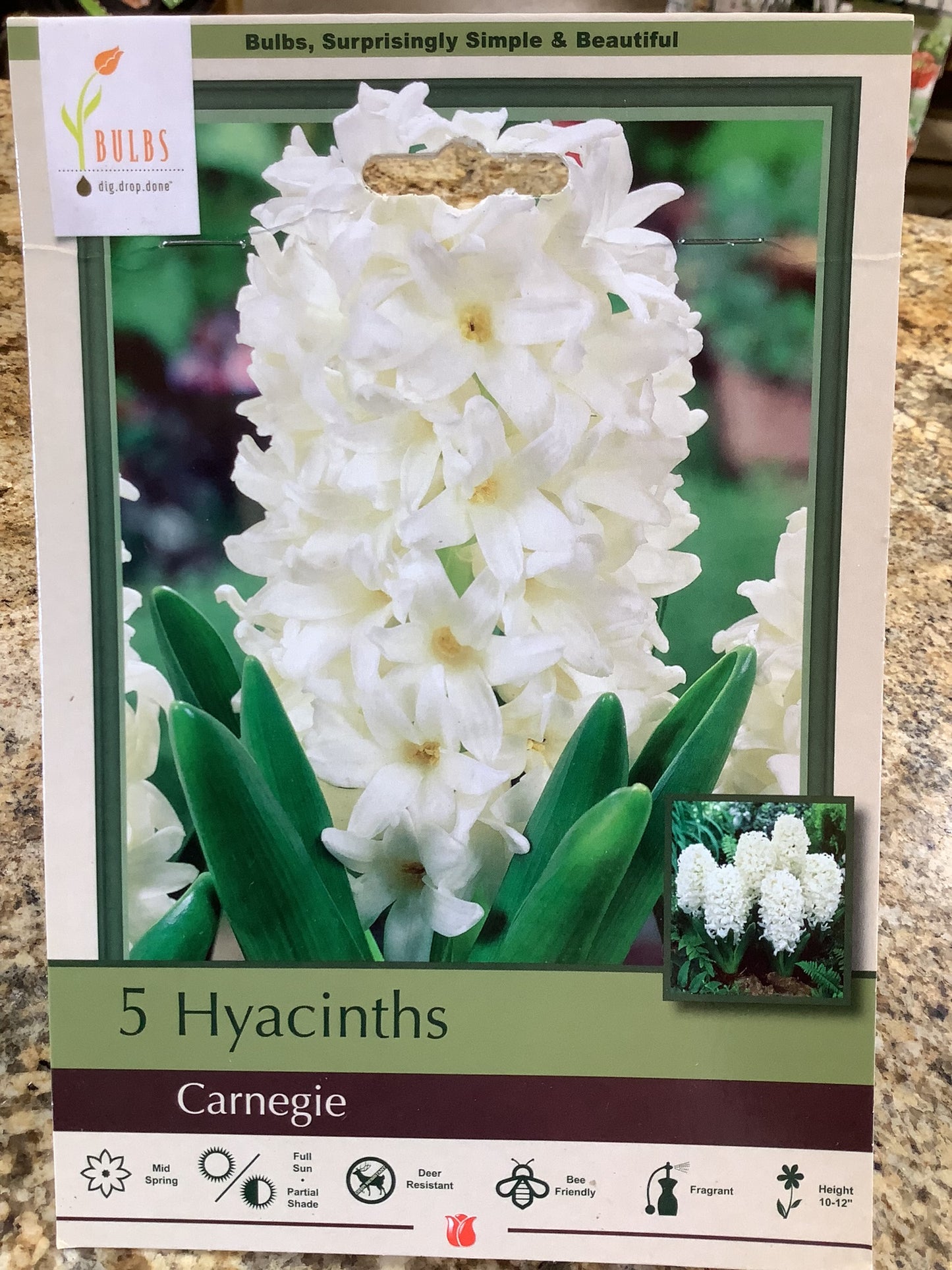 5 HYACINTHS CARNEGIA