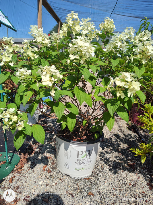 Hydrangea Limelight PW 3 Gallon