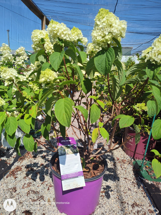 Hydrangea Little Hottie 3 Gallon