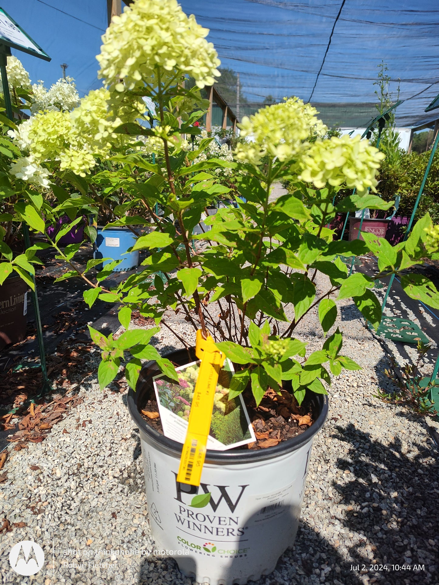 Hydrangea Little Lime 3 Gallon