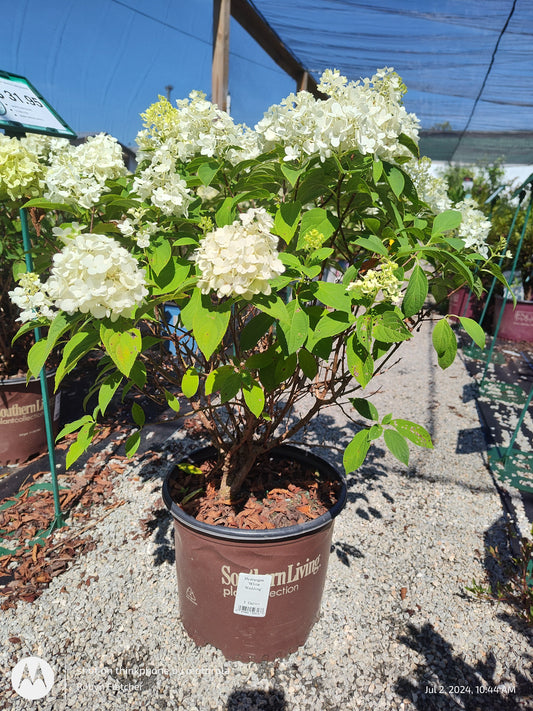 Hydrangea White Wedding 3 Gallon