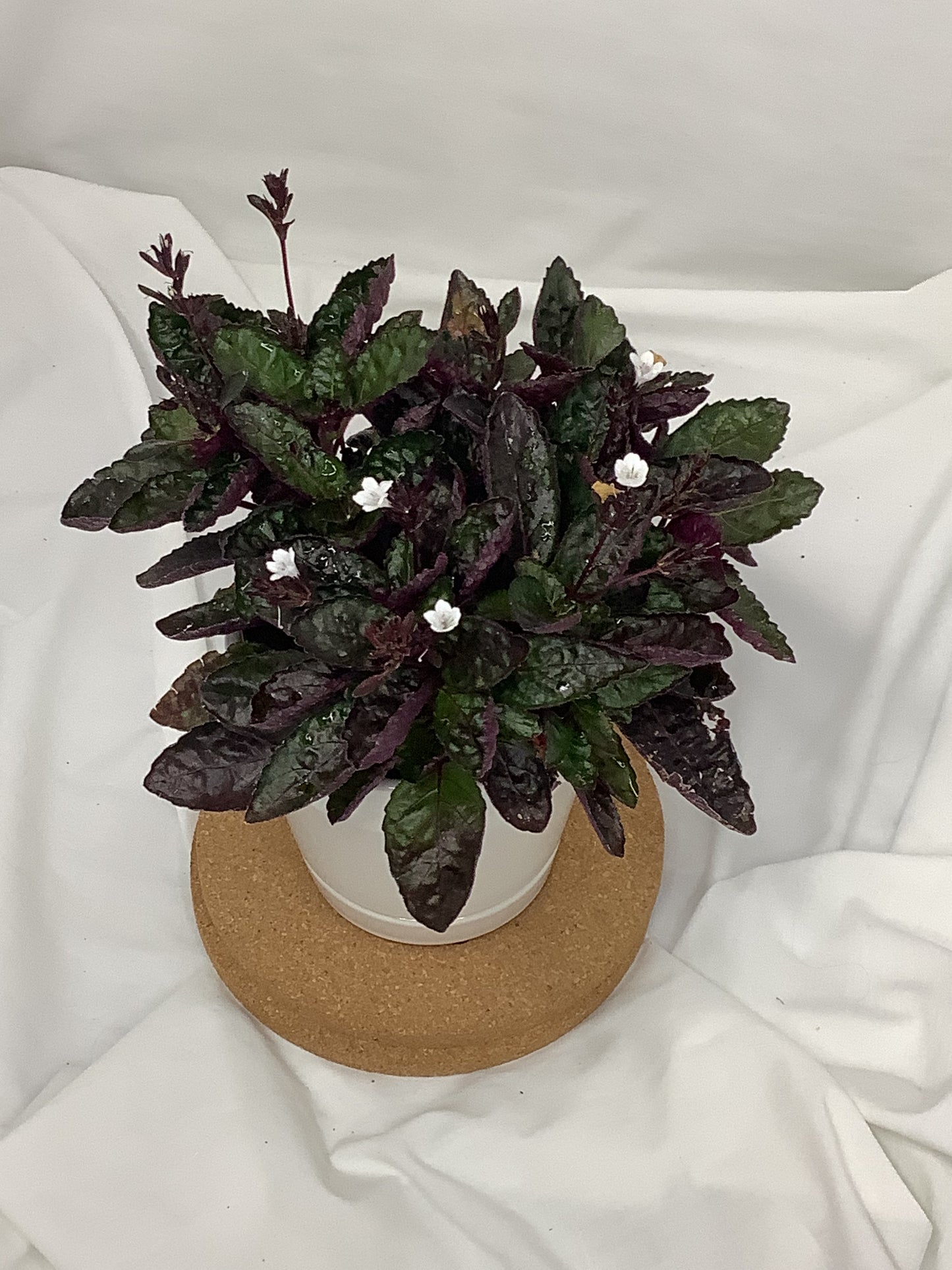 Hemigraphics Alternata (Purple Waffle) 4"