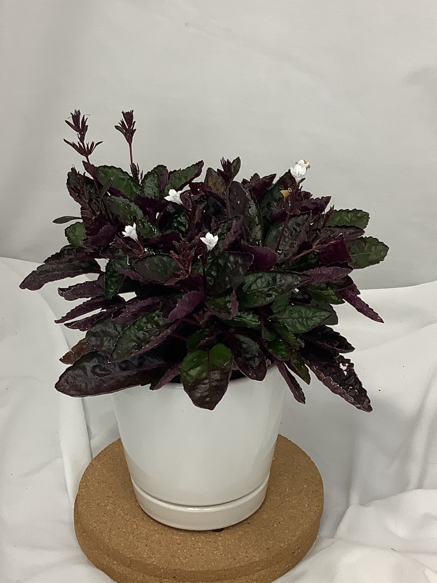 Hemigraphics Alternata (Purple Waffle) 4"