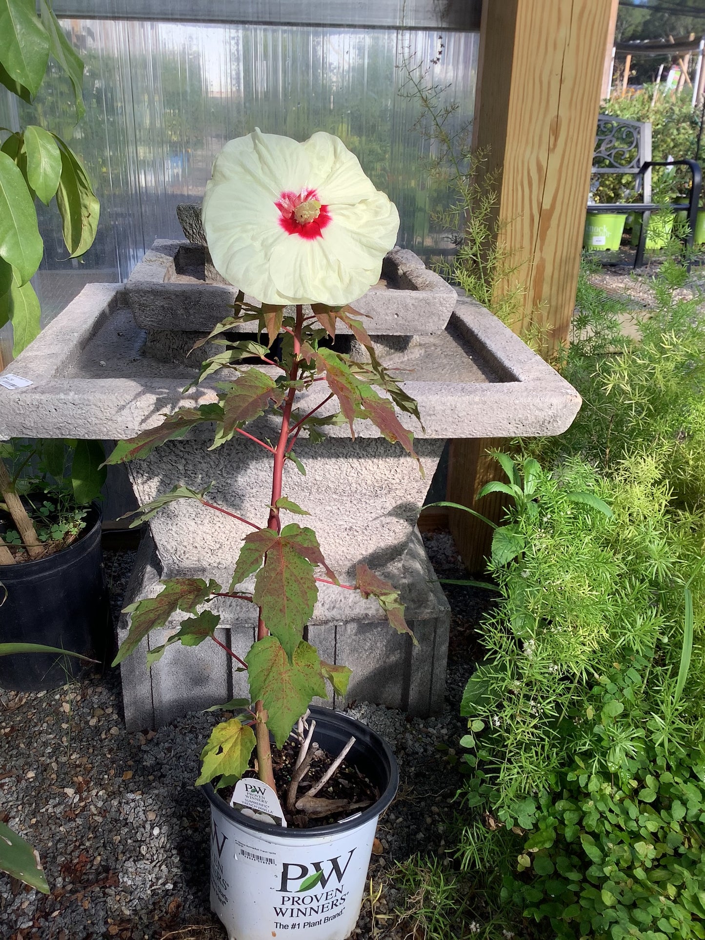 Hibiscus Summerific™ 'French Vanilla' PP33181 PW® - Gallon